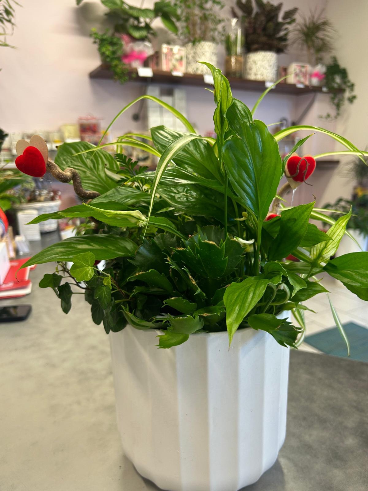 Composizione Anthurium