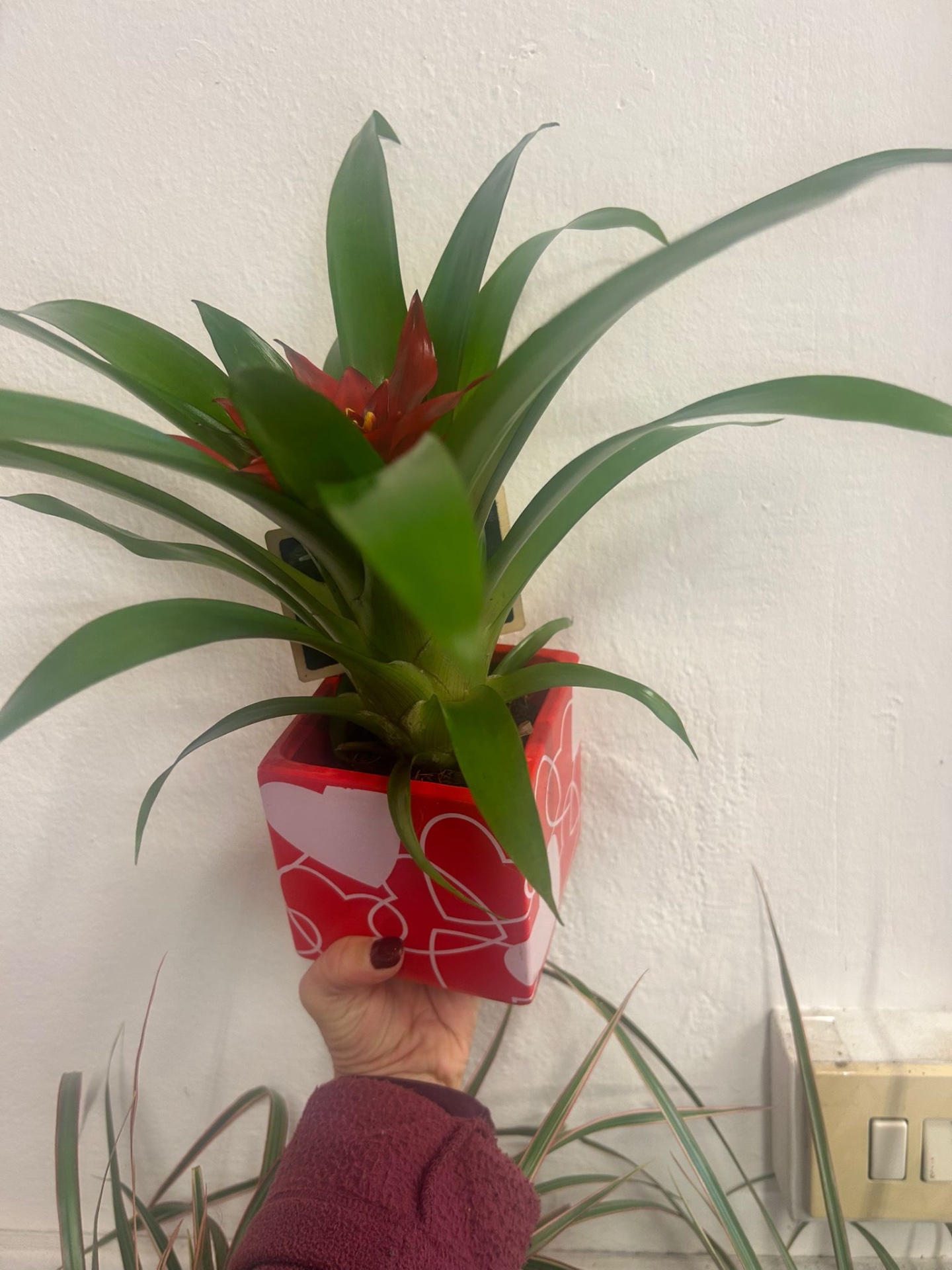 Guzmania in vaso