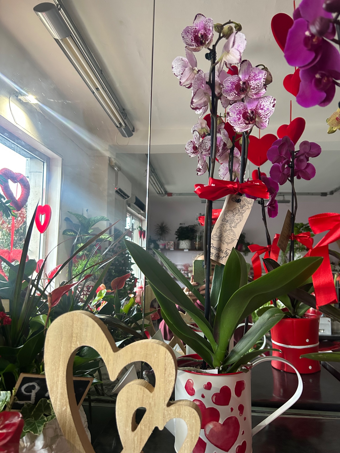 Phaleno brocca latta