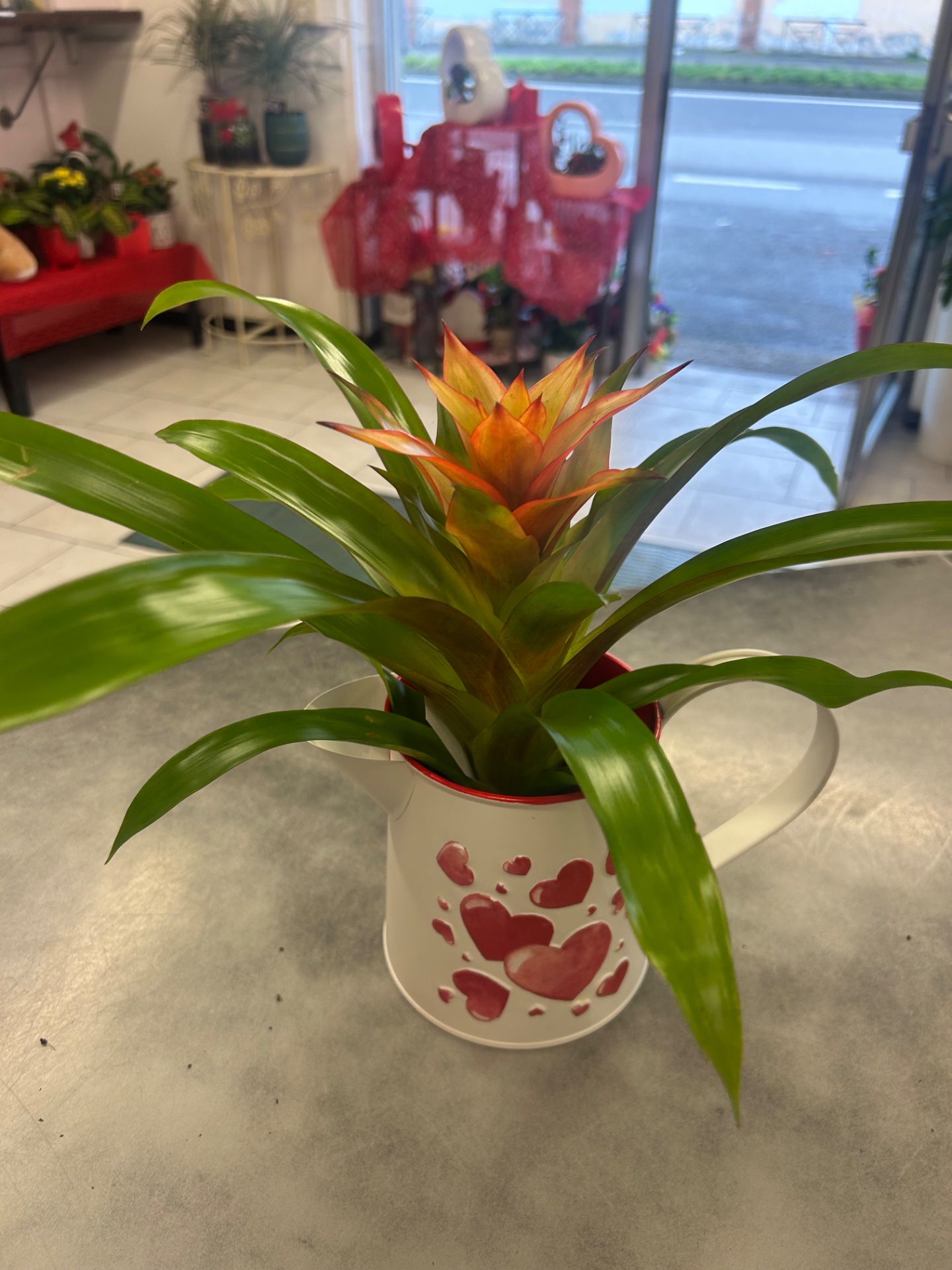 Brocca Guzmania